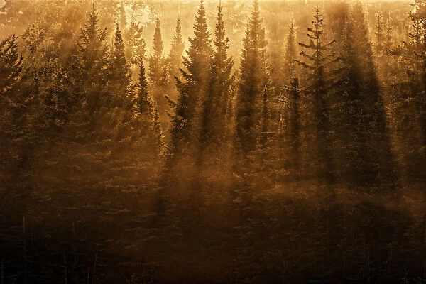 Canada, Ontario, Kenora. Backlit tree shadows at sunrise