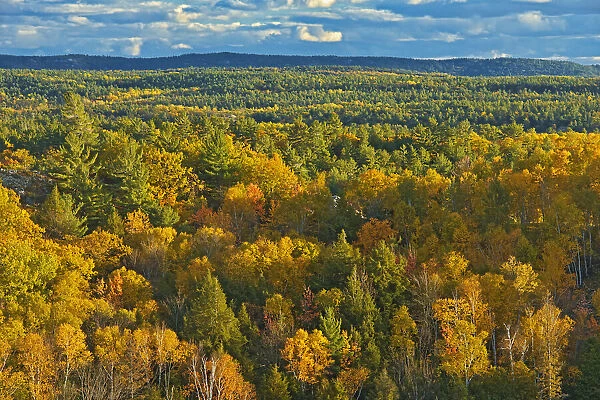 Canada, Ontario, Neebing County. Forest in autumn. Credit as