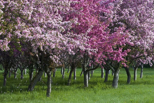 Canada, Ontario, Ottawa. Grove of cherry trees with variations in blossom color. Credit as