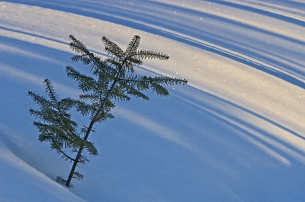 Canada, Ontario, Whitefish Falls. Balsam fir sapling in snow
