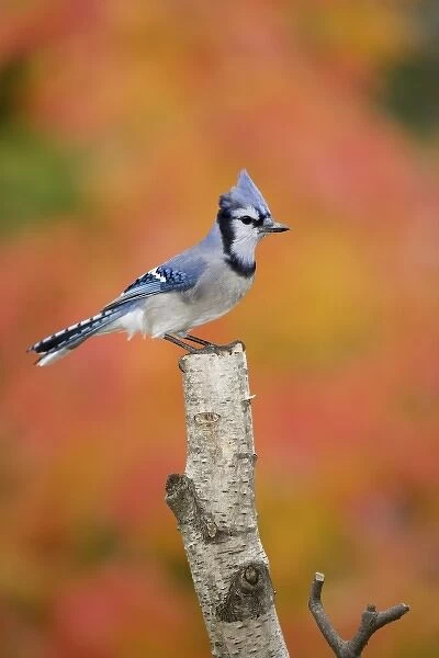 Canada, Quebec. Blue jay perched on stump in fall setting