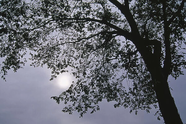 Canada, Quebec, Montreal, sun through a tree on a cloudy day