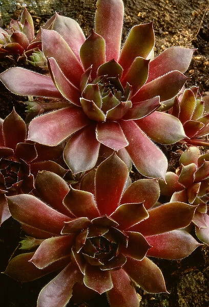 Canada, Shampers Bluff. Succulent plant close-up