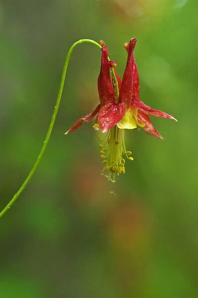 Canada, Thousand Islands National Park. Close-up of columbine flower. Credit as