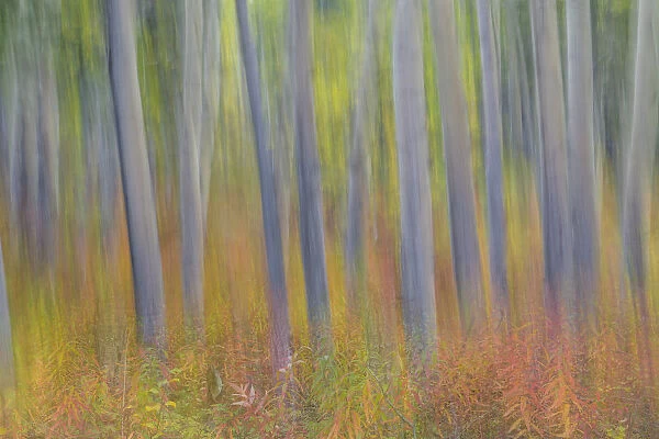 Canada, Yukon Territory, Kluane National Park. Abstract motion blur of aspen trees