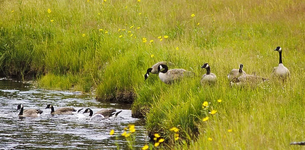 Canadian Goose Family, Yellowstone National Park, WY, USA