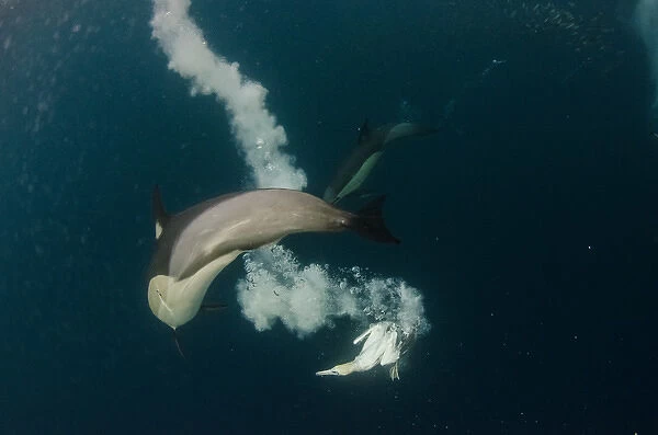 Cape gannet (Morus capensis) & Long-beaked common dolphin (Delphinus capensis) Feeding