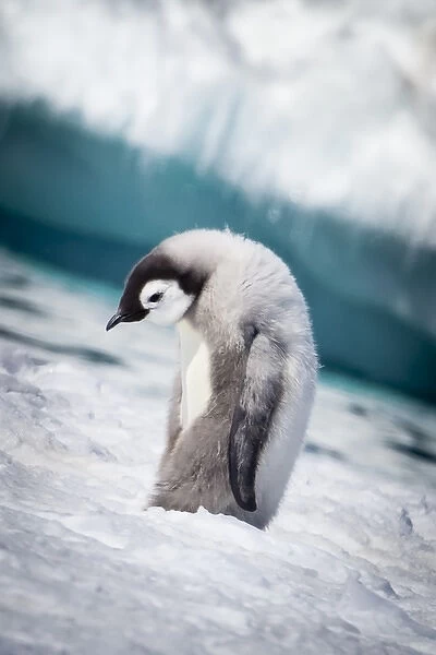 Cape Washington; Antarctia; Emperor penguin chick walks with its head down