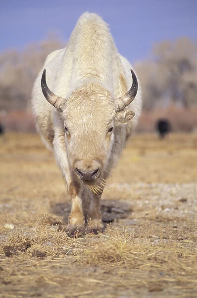 Captive white American bison; American Indians revered rare white buffalo as a spirit