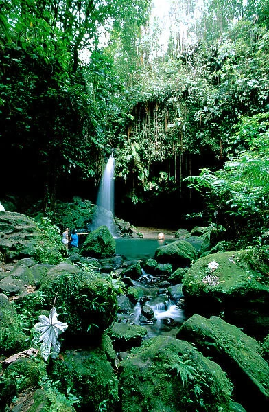 Caribbean, Island of Dominica (aka Nature Island). Trois Piton National Park, Emerald