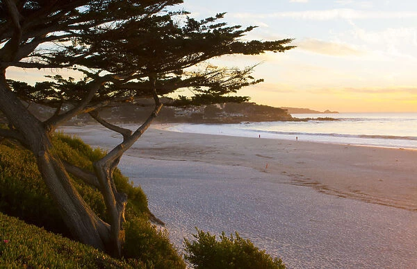 Carmel California cypress tree and waves at sunset on ocean at beach below city near