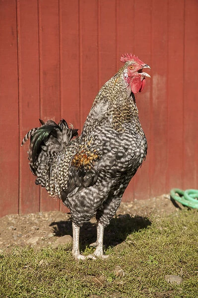 Carnation, Washington State, USA. Hybrid Black Leghorn and Rhode Island Red rooster. (PR)