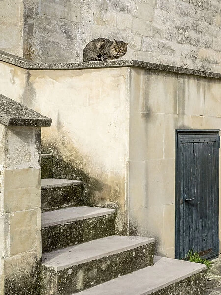 Cats roaming the cave dwelling town of Matera