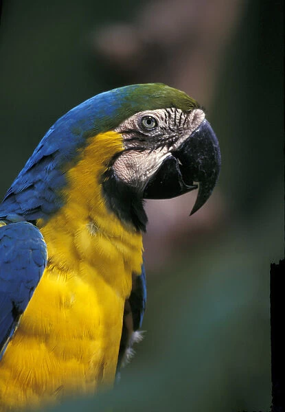 Central America, Costa Rica, Ara ararauna. Endangered Blue & Gold Macaw