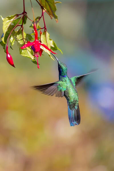 Central America, Costa Rica. Male lesser violetear hummingbird feeding. Credit as