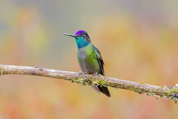 Central America, Costa Rica. Male talamanca hummingbird