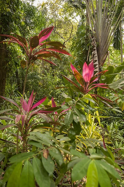 Central America, Honduras, Roatan, Carambola Botanical Gardens, Ti plant, Cordyline