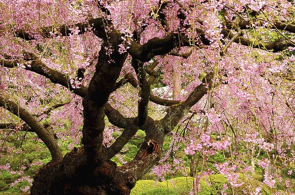 Cherry Tree in Bloom; Portland Japanese Garden; Portland; Oregon; USA