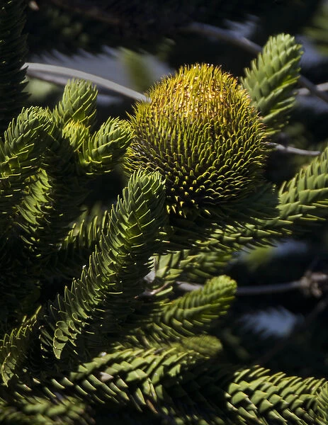Chile. South America. Detail of branches and fruiting body of Araucaria (monkey puzzle) tree