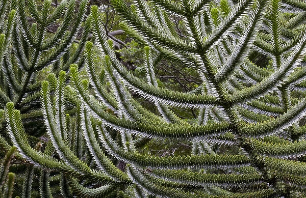 Chile. South America. Detail, bark of monkeypuzzle tree (Araucaria araucana), also know as pehun