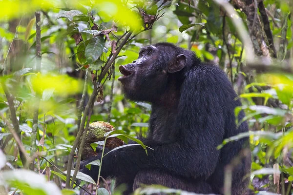 Chimpanzee eating wild jackfruit, Kibale National Park, Uganda