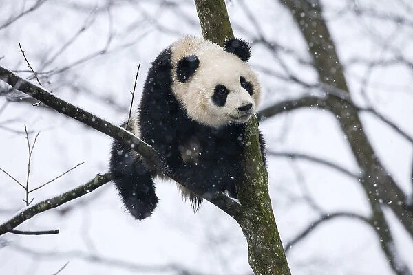 China, Chengdu, Chengdu Panda Base. Baby giant panda in tree