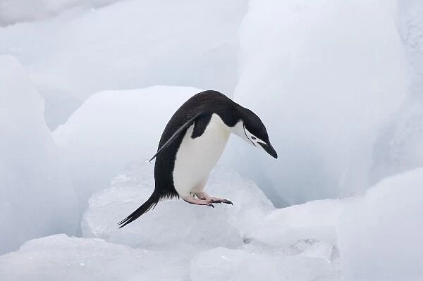 Chinstrap Penguin (Pygoscelis antarcticus) jumping on ice, South Orkney Islands
