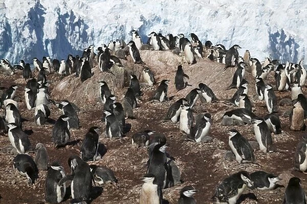 Chinstrap Penguins (Pygoscelis antarcticus) on Elephant Island, Antarctica