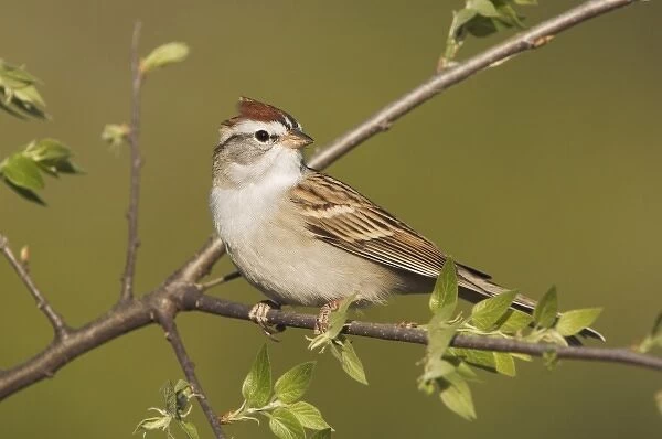 Chipping Sparrow, Spizella passerina, adult, Uvalde County, Hill Country, Texas, USA