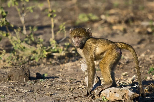 Chobe River, Botswana, Africa. Young Chacma Baboon on the riverbank