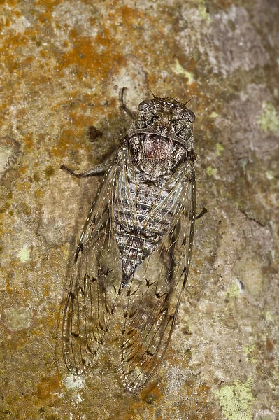 Cicada (Cicadidae) Napo River bordering Yasuni National Park, Amazon Rainforest