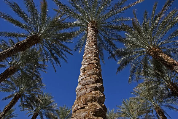 A circle of palm trees with a center dominate textured tree trunk against a bright