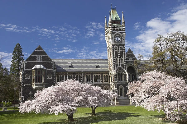 Clock Tower, Historical Registry Building and Spring Blossom, University of Otago