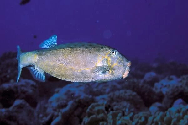 Close up of boxfish, or ostracion immaculatus