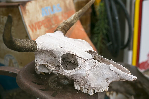 Close up of an old cow skull, Tucumcari, New Mexico, USA. Route 66