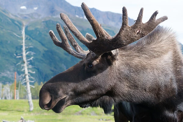 Up close and personal with a Moose (Alces alces) at the Alaska Wildlife Conservation Center