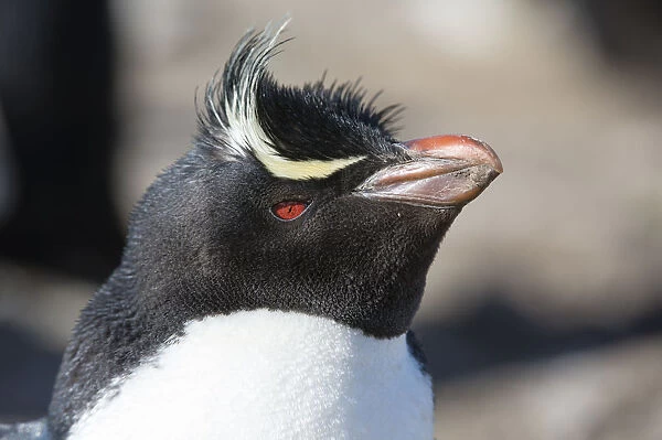 Close up portrait of a Rockhopper penguin, Eudyptes chrysocome
