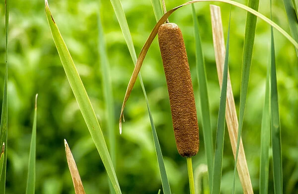 Close-up of an American cattail with leaves in wetland habitat. The Celery Bog, West Lafayette