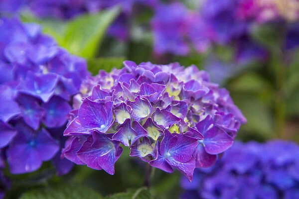 Close-up of blue hydrangea flowers in garden. Cannon Beach, Oregon