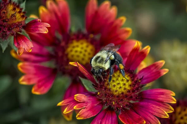 Close-up of bumblebee with pollen basket on Indian blanket flower
