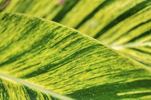 Close-up of Epipremnum aureum leaf, Florida, USA