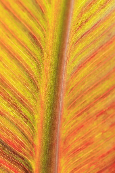 Close-up of an orange and yellow tropical leaf