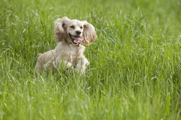 Running with cocker sales spaniel
