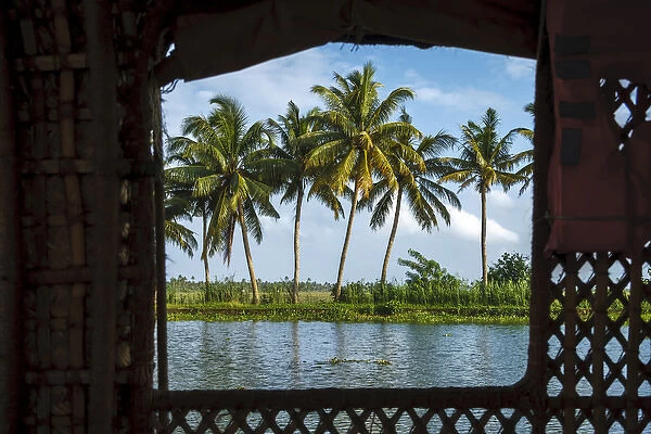 Coconut trees seen from cruise boat in Backwaters, Kerala, India