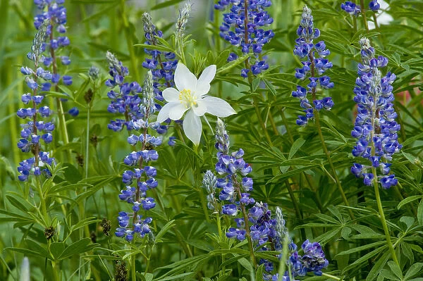 Columbine and Lupine, Albion Basin, Alta, Utah, Uinta Wasatch Cache National Forest