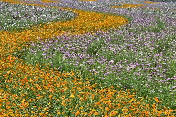 Commercially growing Cosmos Flowers in beautiful patterned rows