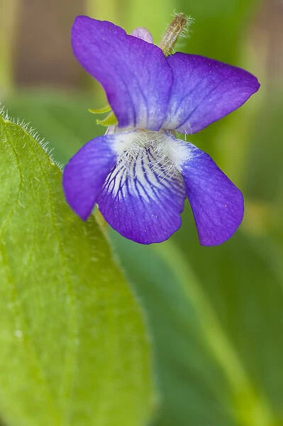 Common blue violet, Viola papilionacea, in a Durham, New Hampshire forest