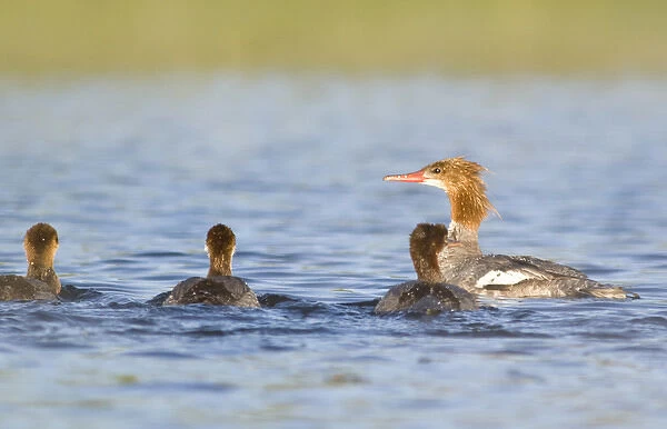Common Merganser hen with brood of chicks in Whitefish Lake in Montana