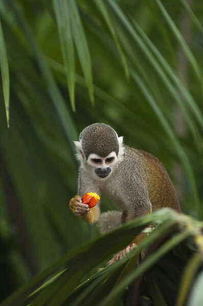 Common Squirrel Monkey (Saimiri sciureus) CAPTIVE Amazon Rain Forest. ECUADOR