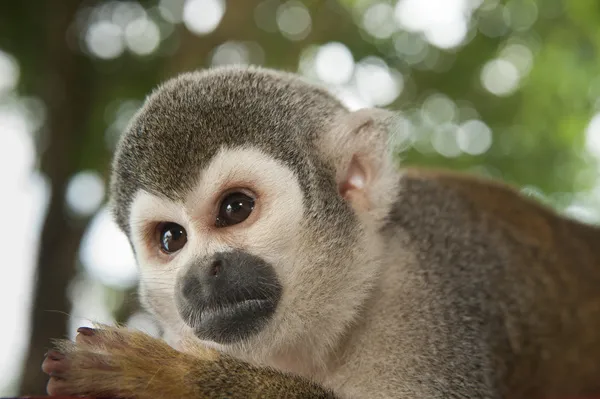 Common Squirrel Monkey (Saimiri sciureus), CAPTIVE pet, Coca Town, Amazon Rainforest, ECUADOR